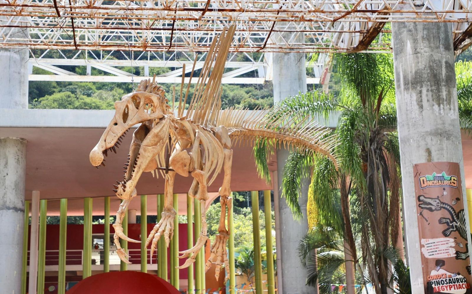 Helmer Ferras presenta espectacular réplica de Spinosaurus de 12 metros en el MUCH 